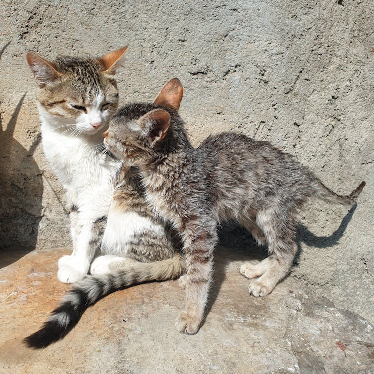 Cats Looking At Each Other 