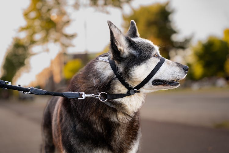 Black And White Dog With Leash