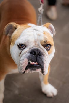 Charming English Bulldog with a white and brown coat looking intently at the camera.