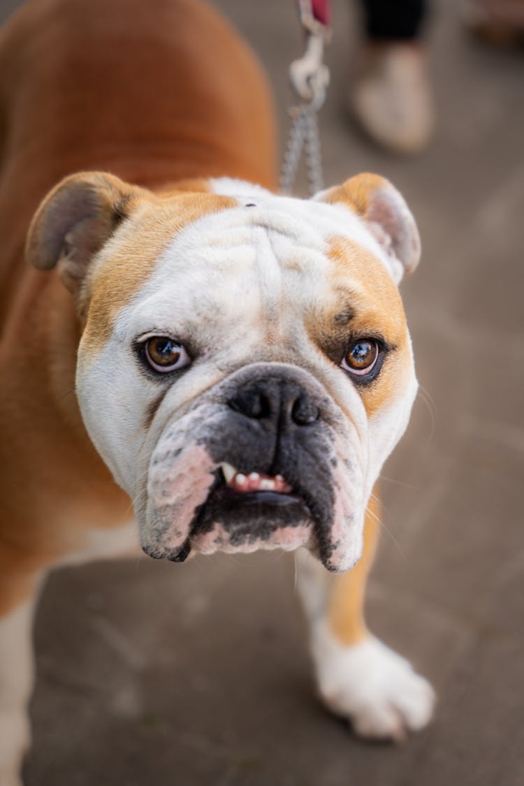 Brown And White Short Coated Dog