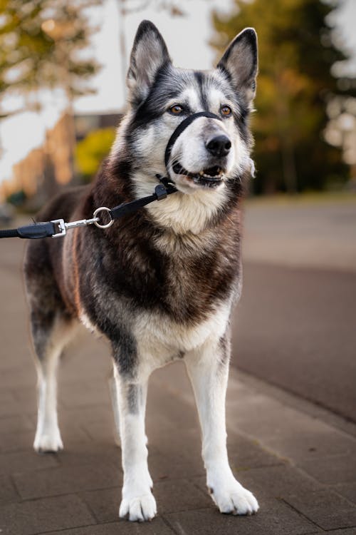 Gratis arkivbilde med dyr, gate, hund