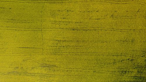 Free Expansive aerial view of a vibrant green field in Krasnoyarsk Krai, Russia, showcasing natural textures. Stock Photo