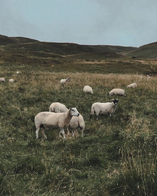 Darmowe zdjęcie z galerii z owca, pole trawy, stado