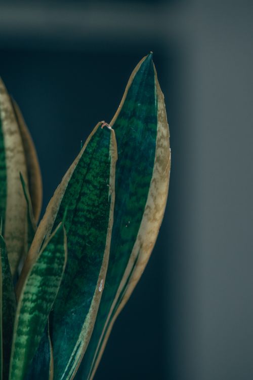 Free Detailed close-up of snake plant leaves with natural texture and low light ambiance. Stock Photo