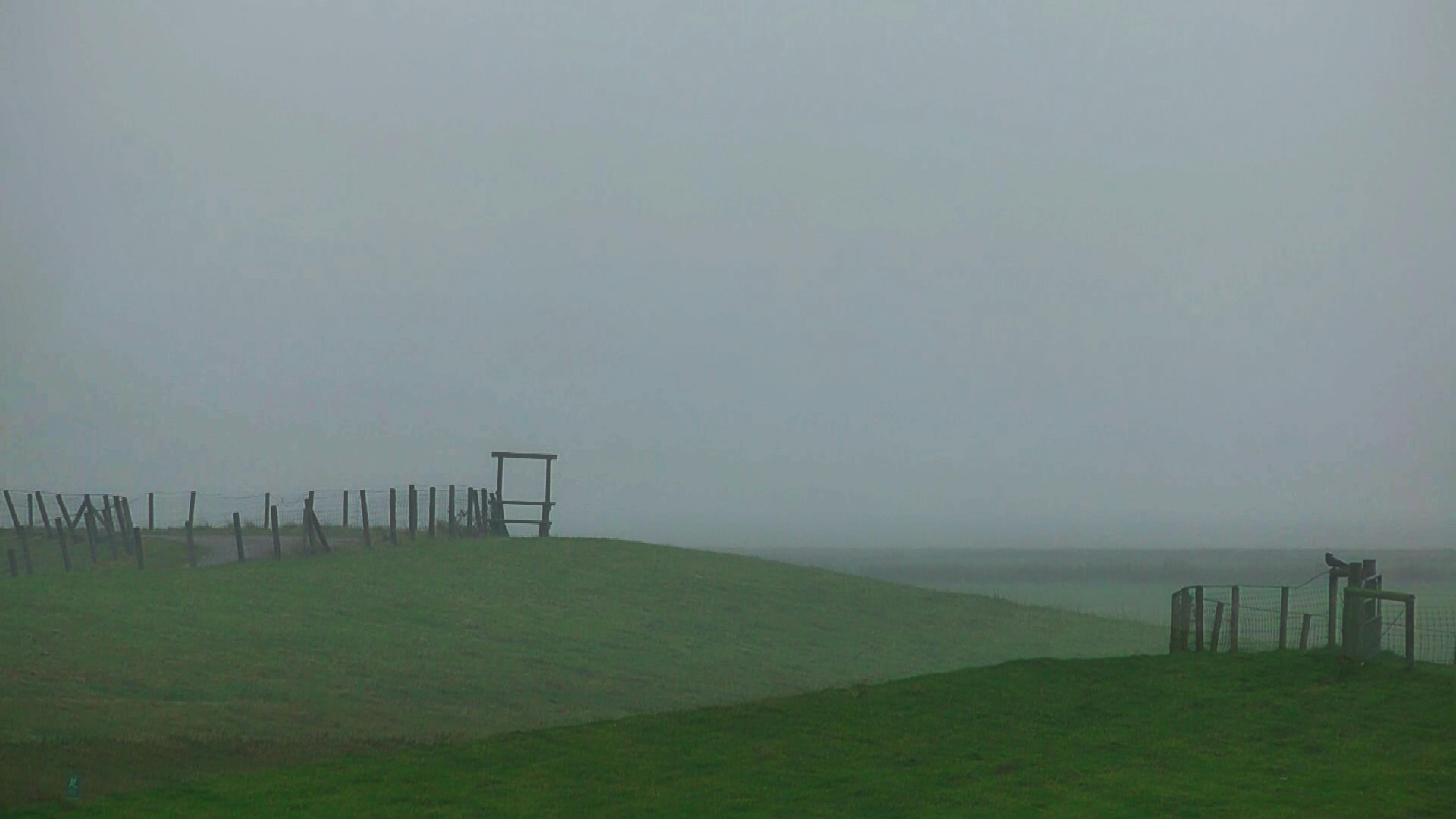 Free stock photo of fog, North Sea, Willow