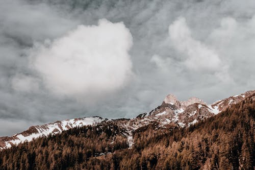 Brown Trees and Gray Sky