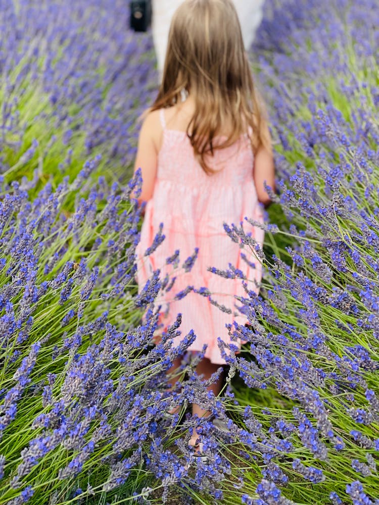 A Girl Walking On A Lavender Field 