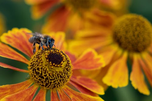 Macro Photography of Bee on a Flower 