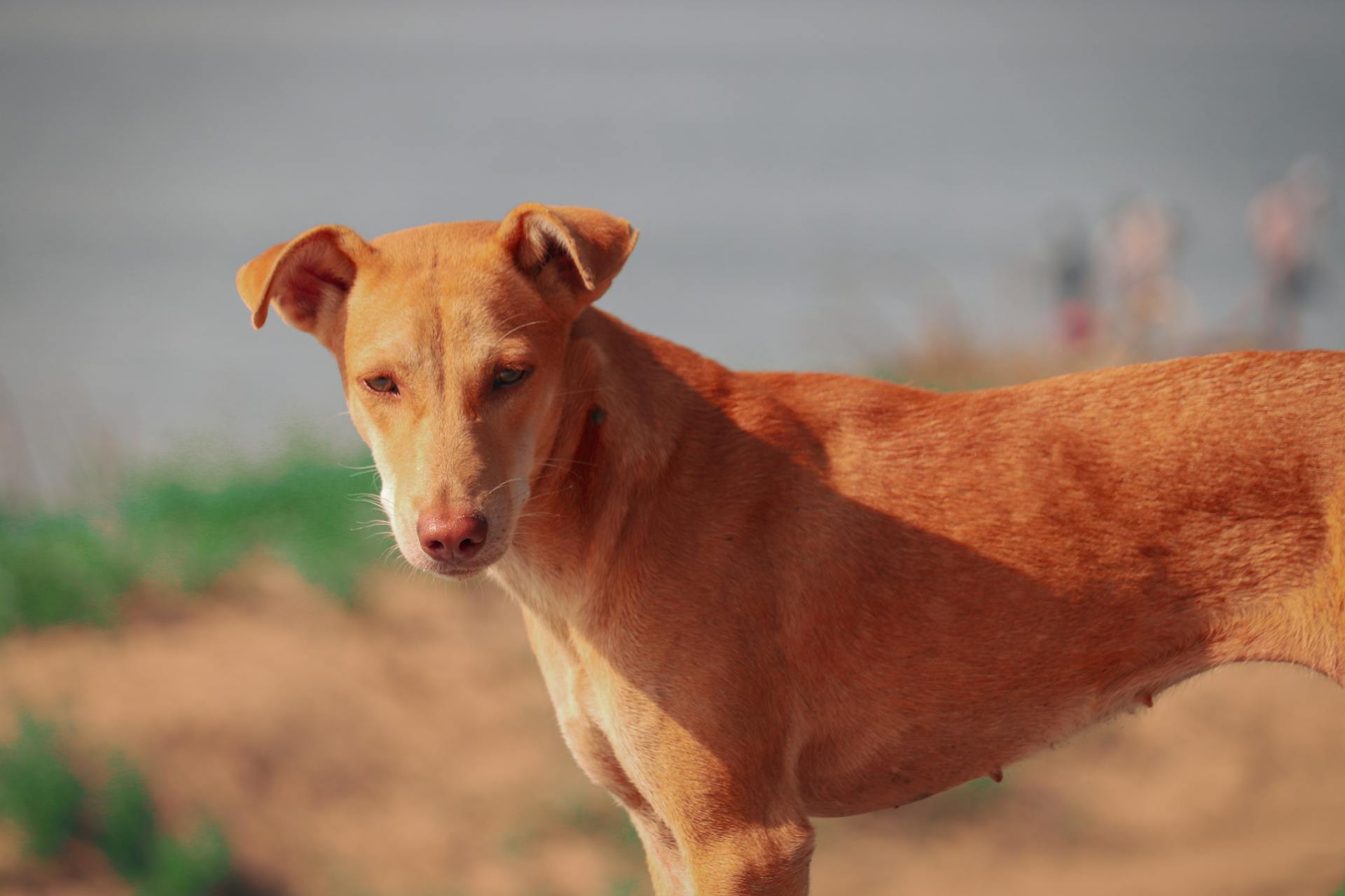 Close-Up Photo of Brown Aspin Dog