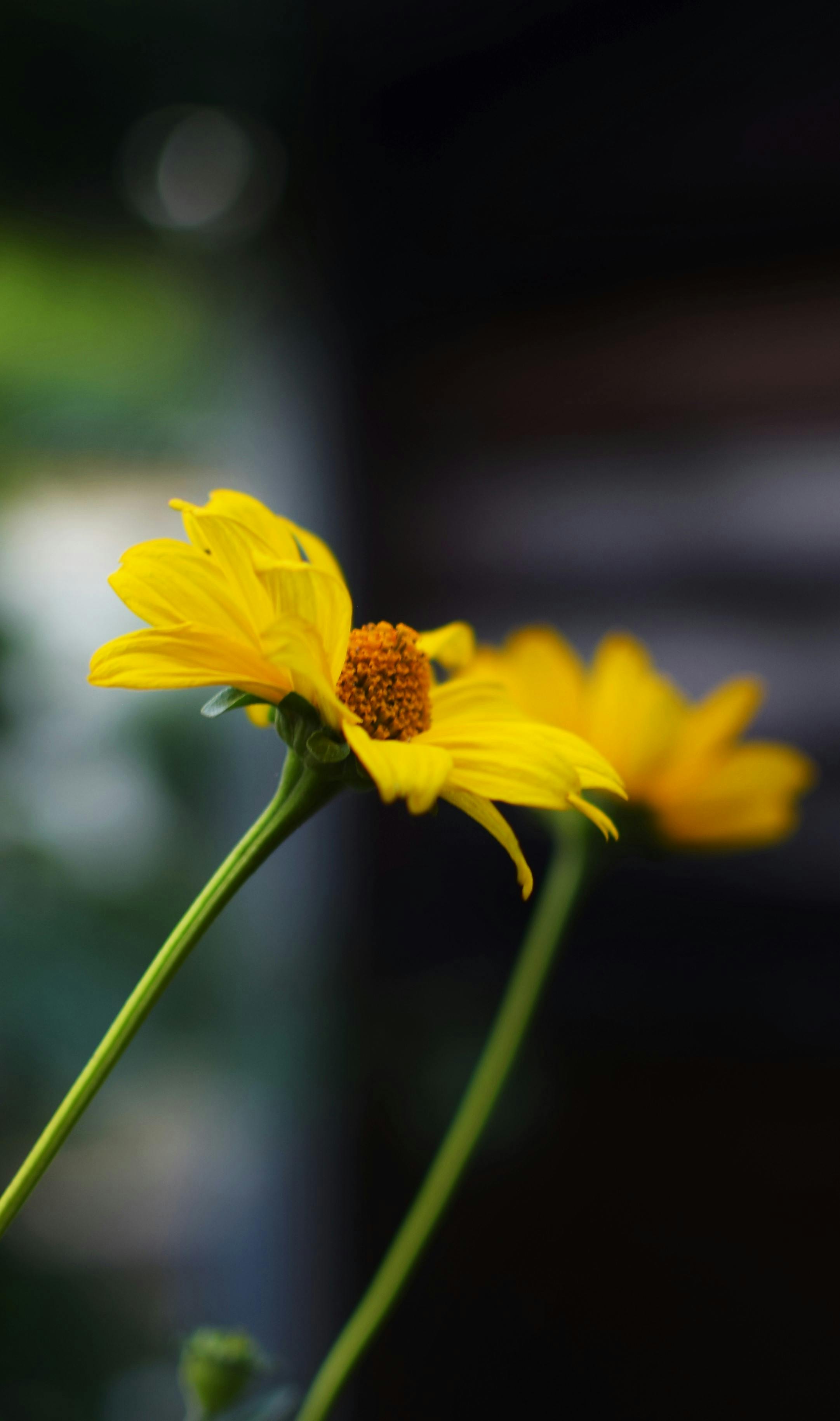 Selective Focus Photography of Yellow Daisy Flowers · Free Stock Photo