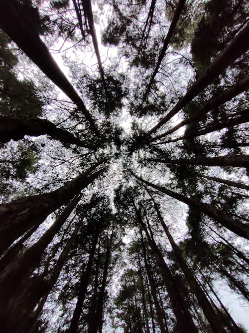 Foto stok gratis bidikan sudut sempit, hutan, pohon