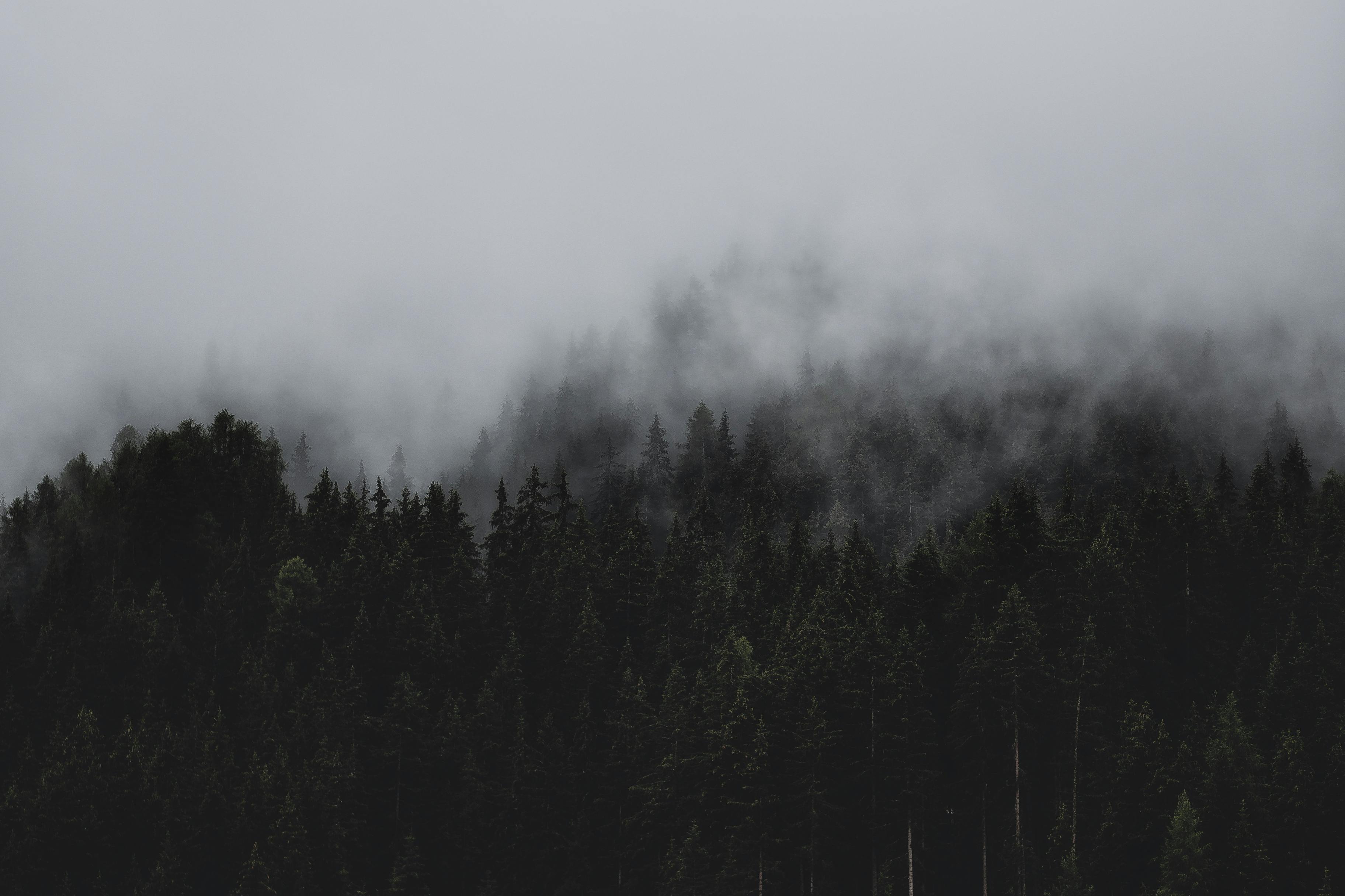 Foggy Forest Wallpapers  Top Free Foggy Forest Backgrounds   WallpaperAccess