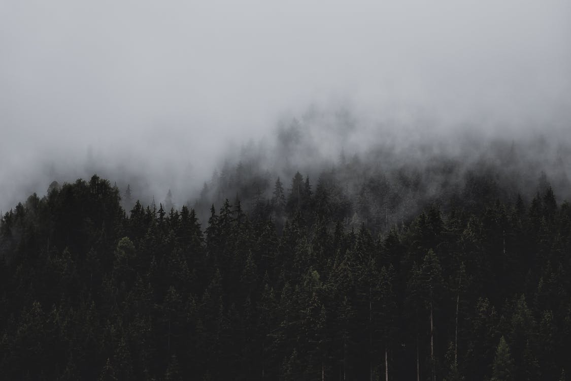 Free Forest Under Clouds Stock Photo