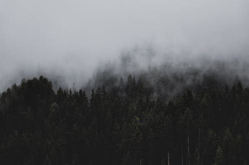 雲の下の森