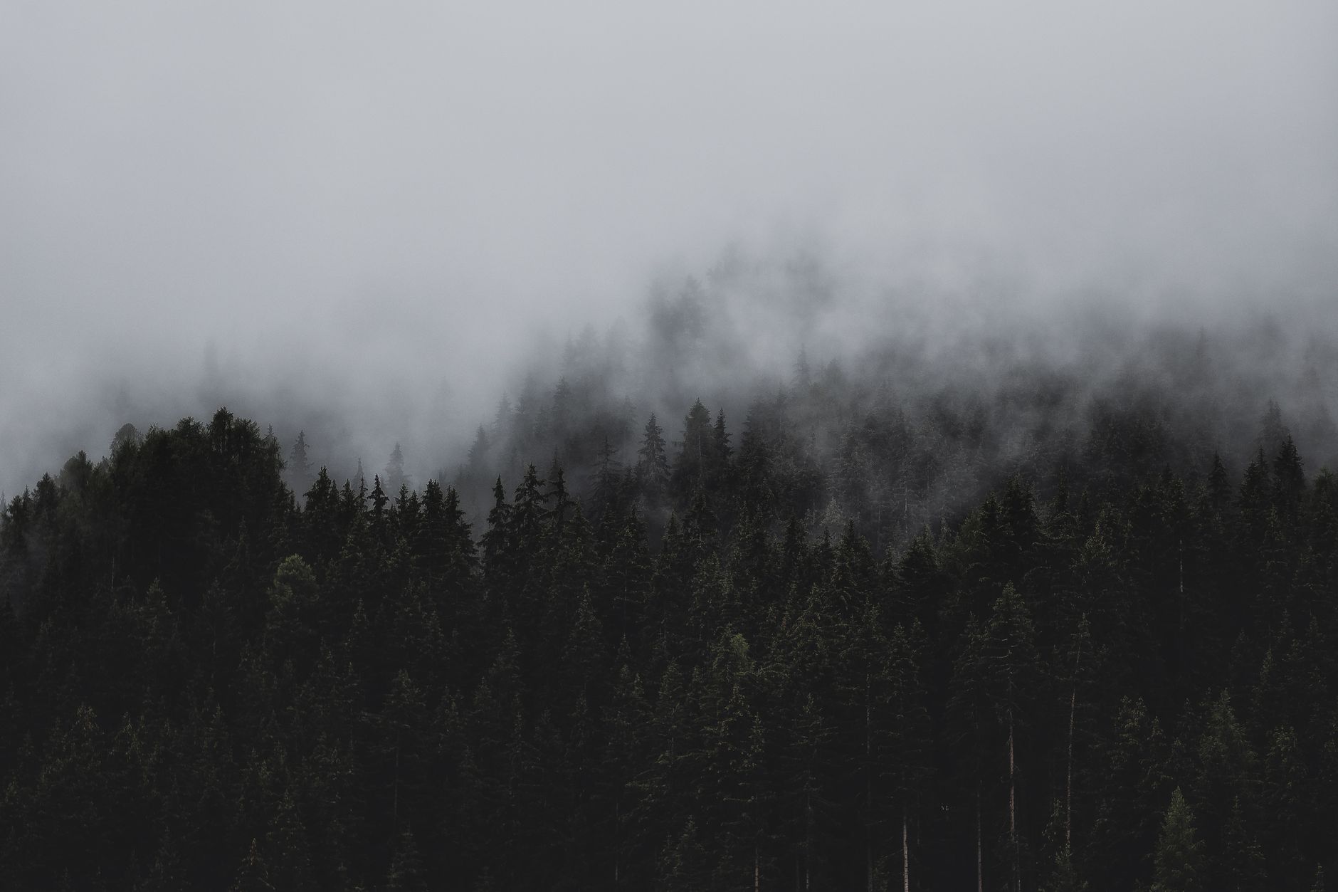 A moody, foggy forest scene capturing the essence of nature's tranquility.