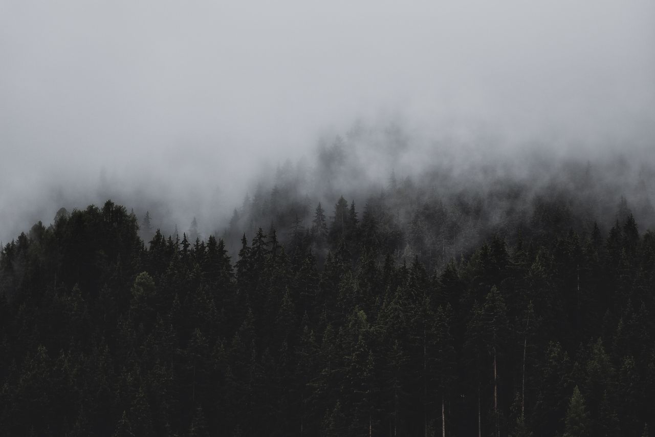 a moody foggy forest scene capturing the essence of nature s tranquili