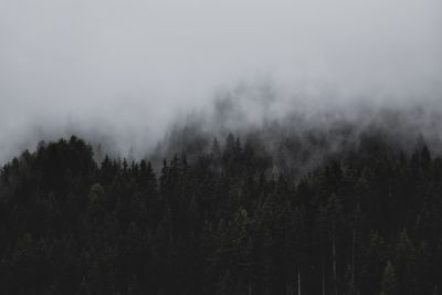 Foggy morning