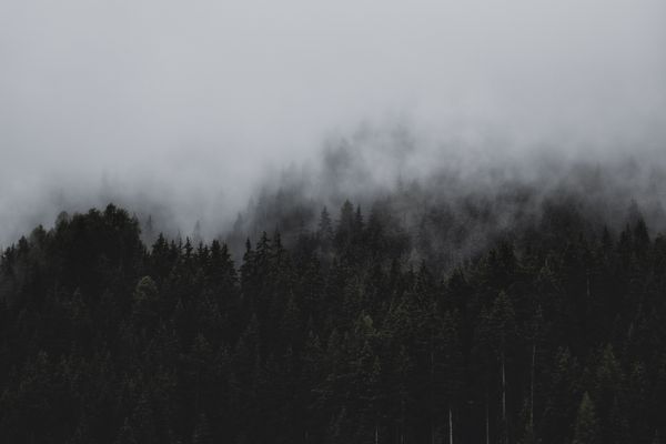 Fog drifting through an evergreen forest