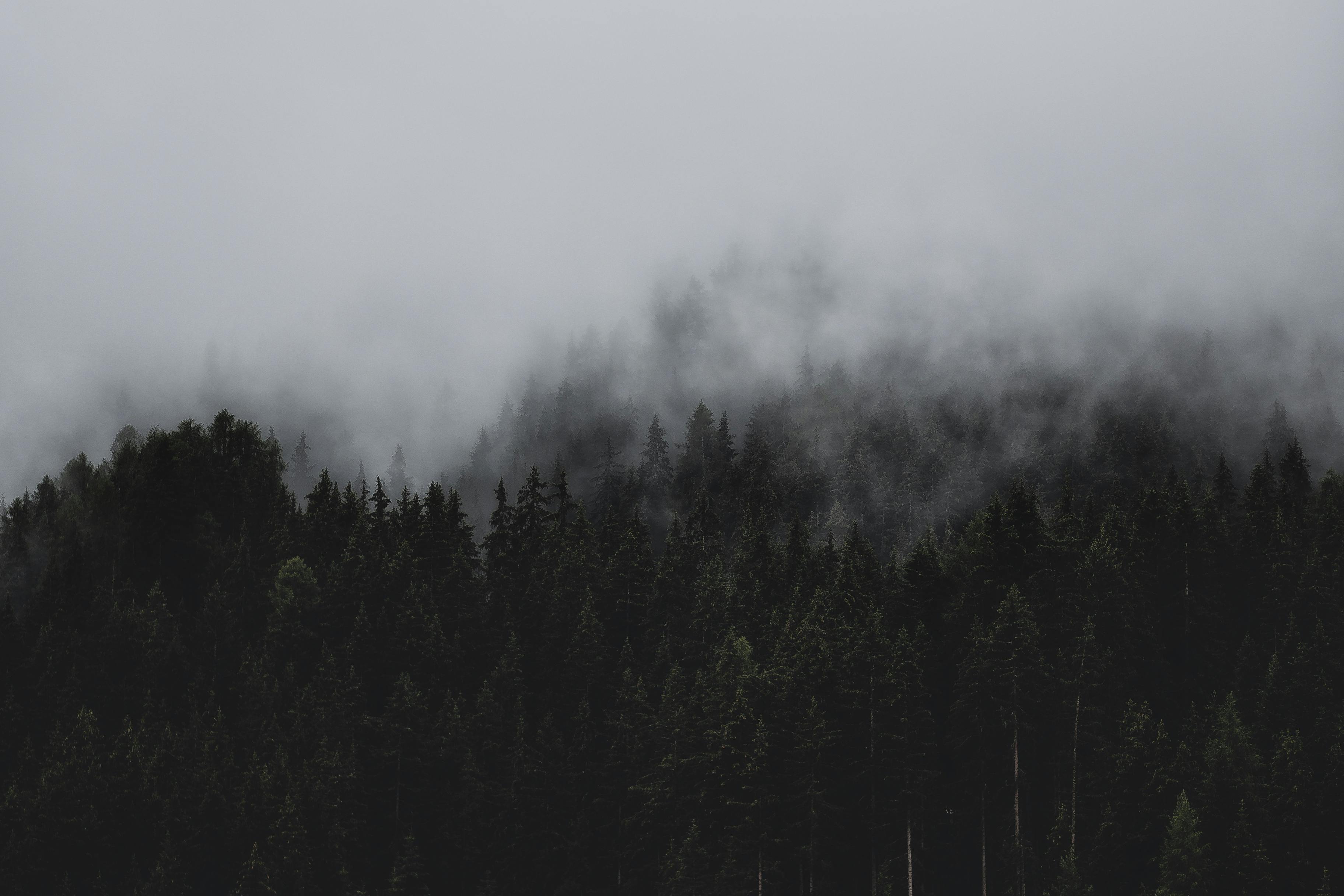 1000 Beautiful Dark Forest Photos Pexels Free Stock Photos