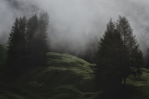 Przy Słabym Oświetleniu Zdjęcie Góry Z Sosnami Pokrytymi Mgłami