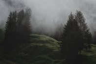 雾蒙蒙的森林中，常绿的树木和起伏的丘陵构成了一片宁静的风景