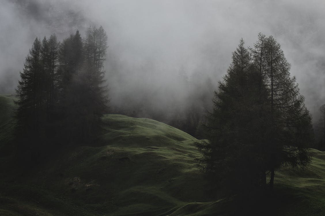 Low-light Photo of Mountain With Pine Trees Covered With Fogs