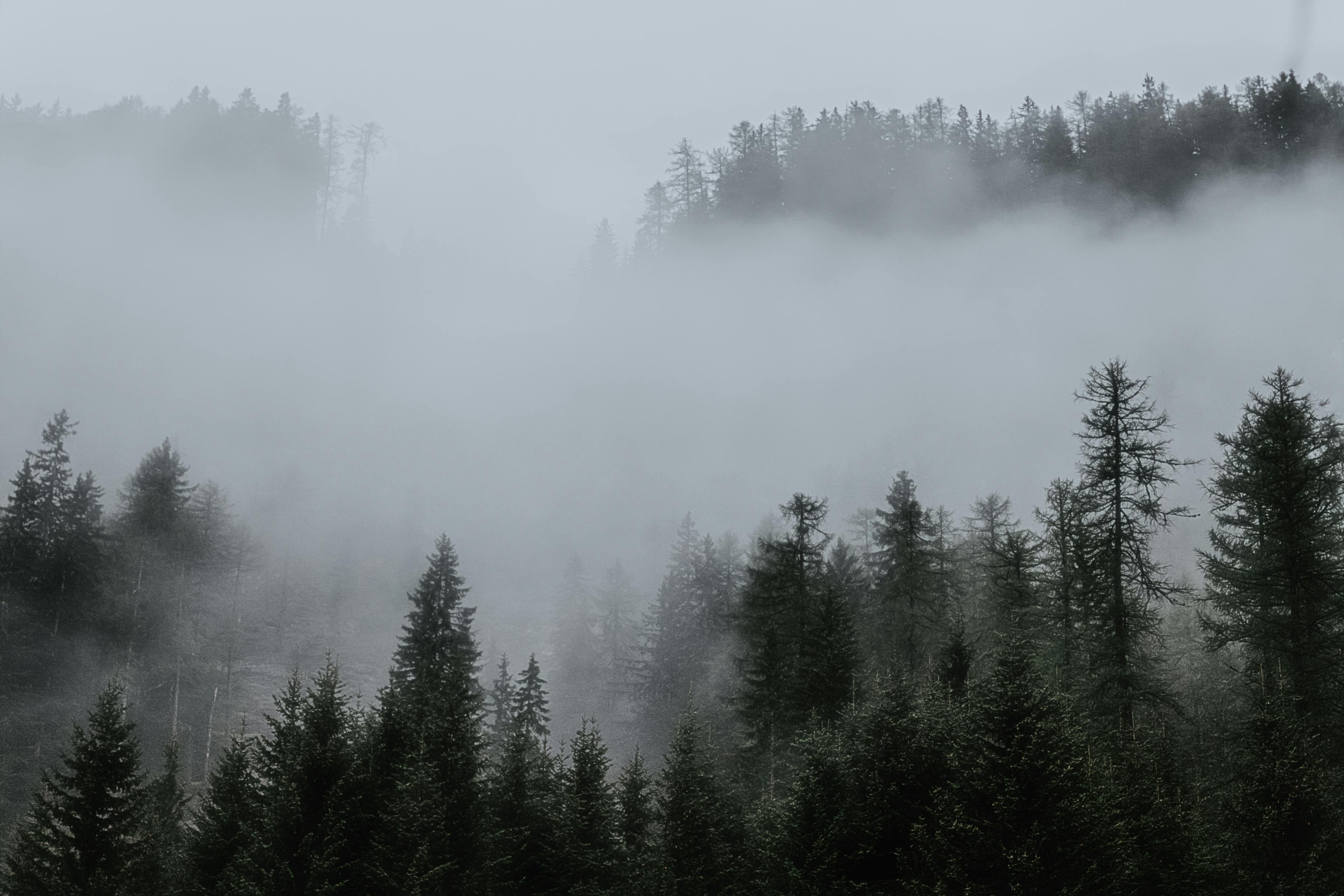 Foggy Forest Wallpaper Images  Free Download on Freepik