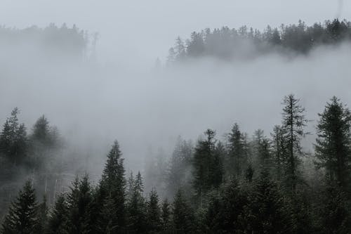 Free Trees Surrounded by Fogs in the Forest Stock Photo