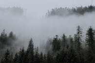 薄雾森林宁静祥和，常绿树木笼罩在雾中，营造出一种宁静的氛围