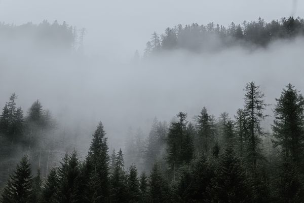 Evergreen forest shrouded in fog — photo by eberhard grossgasteiger on Pexels