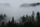 dark forest wallpaper
