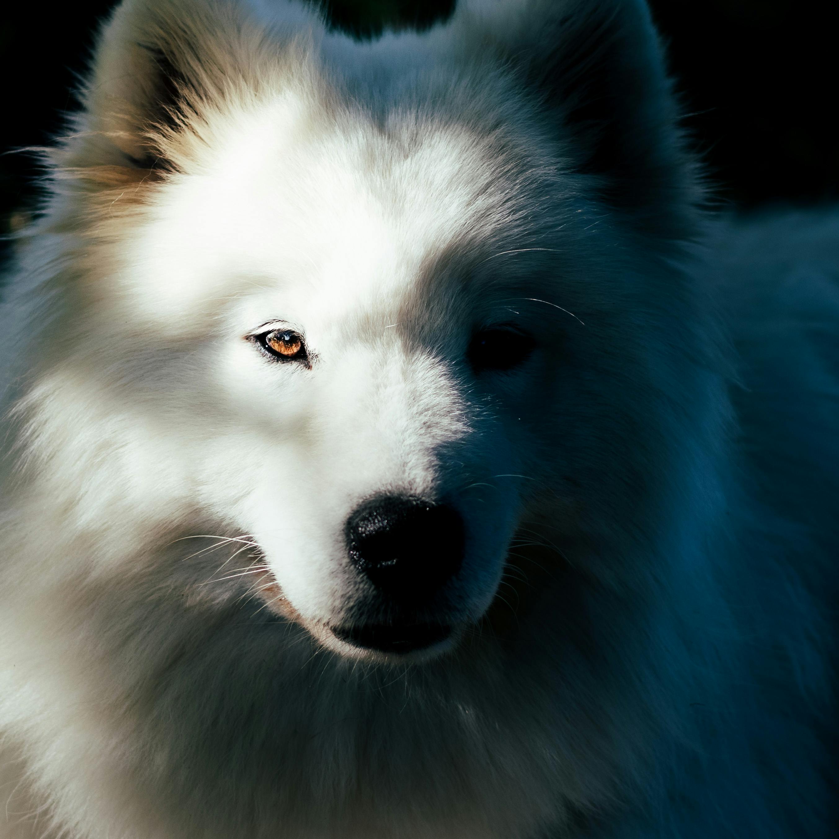 Samoyed Dog Photos, Download Free Samoyed Dog Stock Photos & HD Images