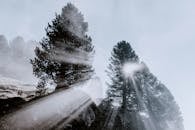 戏剧性的阳光透过雾蒙蒙的森林，在剪影般的树木间洒下光线，构成一幅宁静的自然景观