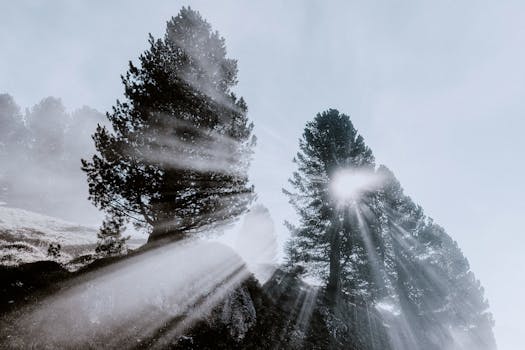 戏剧性的阳光透过雾蒙蒙的森林，在剪影般的树木间洒下光线，构成一幅宁静的自然景观