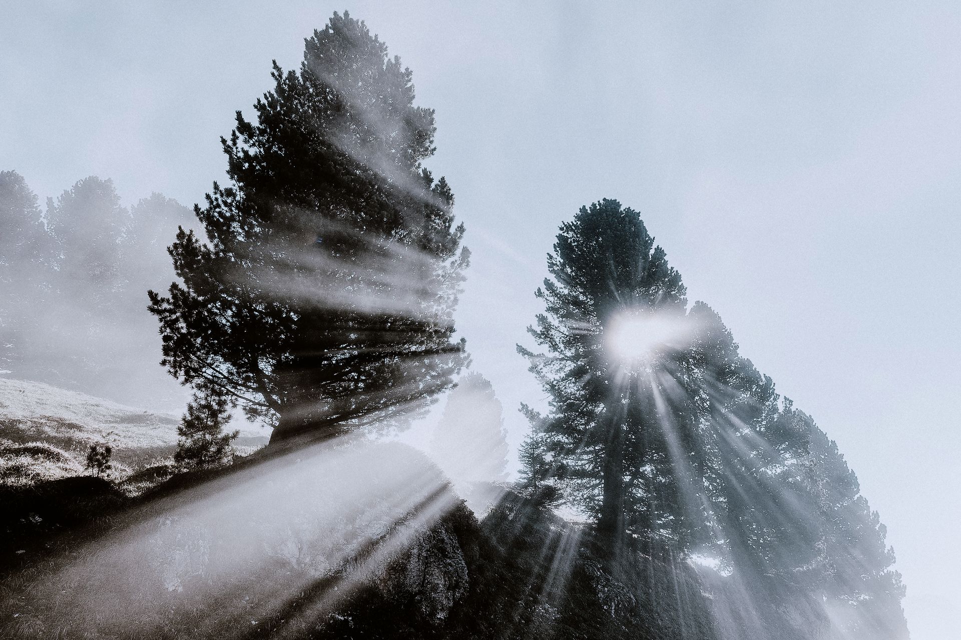 Dramatic sun rays filtering through foggy forest with silhouetted trees