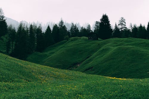 Campo De Grama Verde E árvores