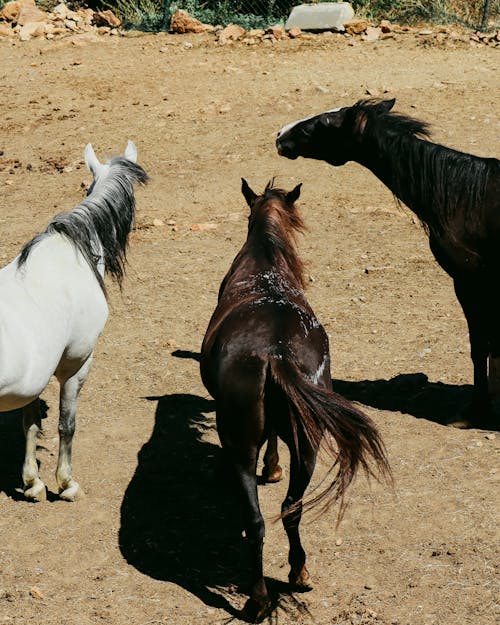 무료 가축, 갈기, 동물 사진의 무료 스톡 사진