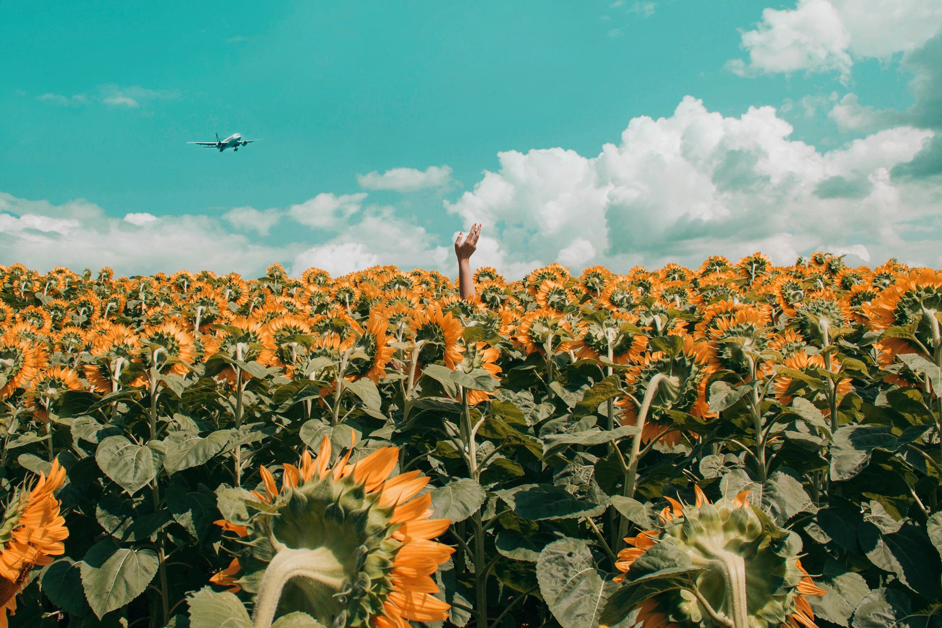 A hand emerges from a vibrant sunflower field under a bright blue sky with a distant airplane flying overhead.