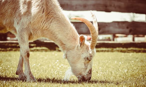 Detailed shot of a goat grazing on grass with a wooden fence background, showcasing earthy tones.