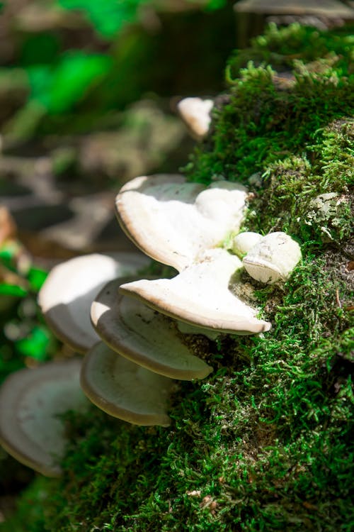 Mushrooms Beside Green Moss