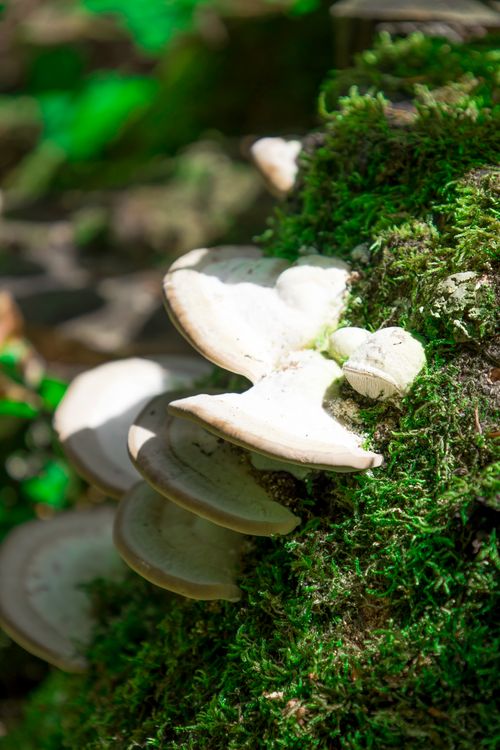 Free Vertical shot of wild mushrooms growing on a moss-covered log in a forest setting. Stock Photo