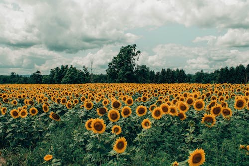 Bed Of Sunflower