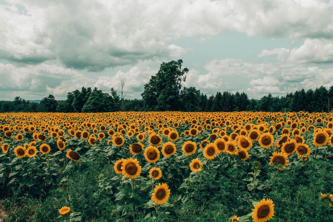 expansive field of vibrant sunflowers under a dramatic cloudy sky