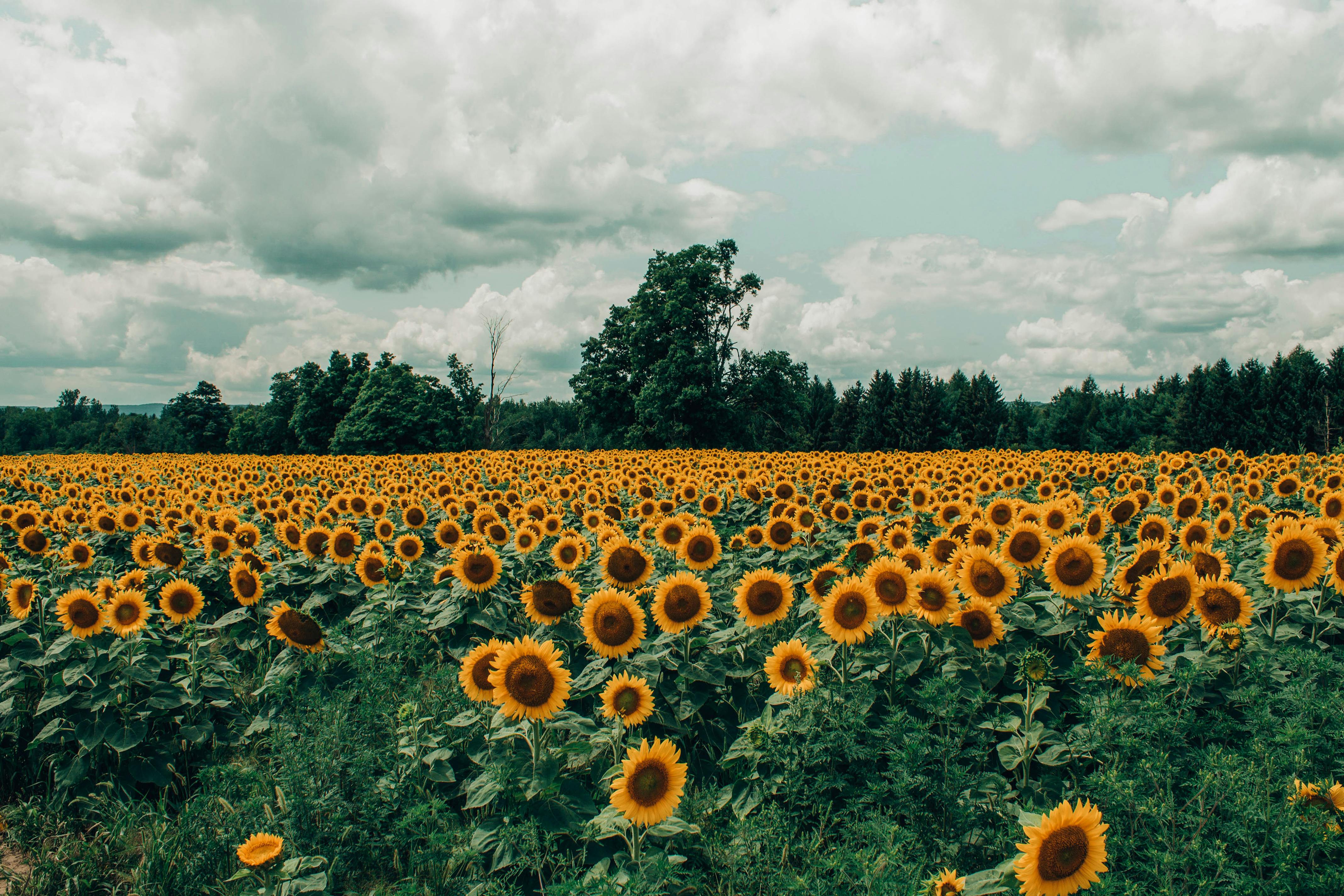 Flower Field Photos, Download The BEST Free Flower Field Stock Photos & HD  Images