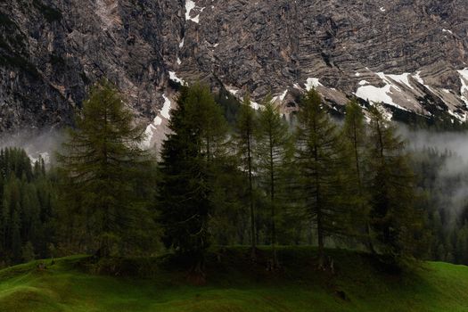 融雪季节，雾山与松树构成一幅风景