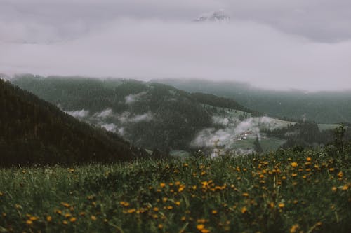 在灰色的天空下山附近的黄色花田