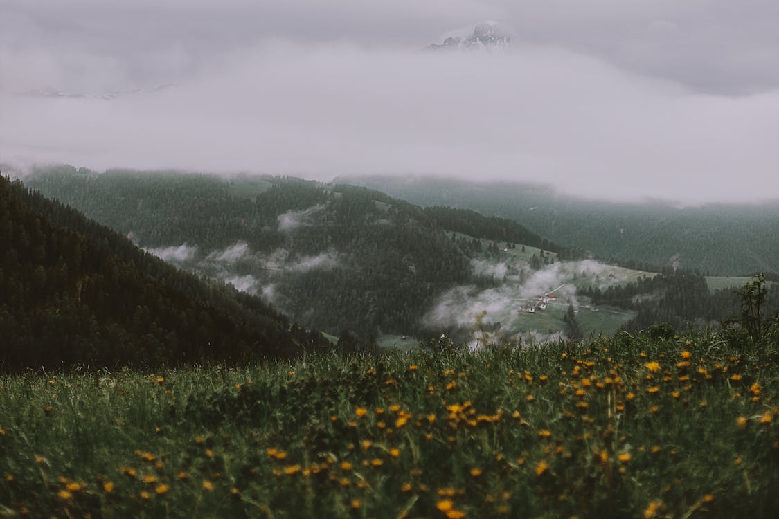 灰色の空の下の山の近くの黄色い花畑