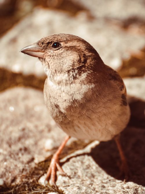 Free Detailed close-up shot of a sparrow perched on rocks, captured in warm daylight. Stock Photo