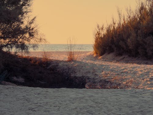 Foto profissional grátis de areia, árvores, grama marrom