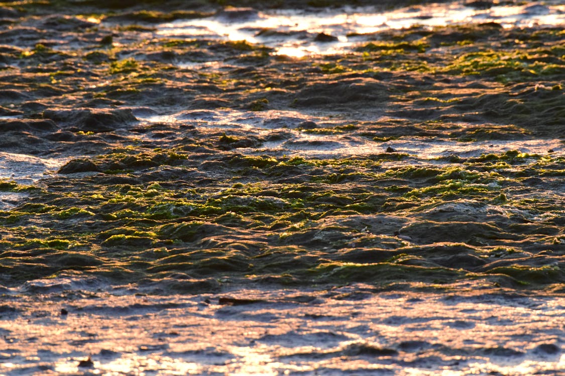 Fotobanka s bezplatnými fotkami na tému morské riasy, morský breh, piesok